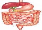 Ejercicios Aparato Digestivo